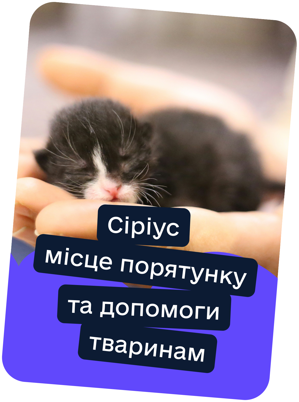 Ілюстрація кота