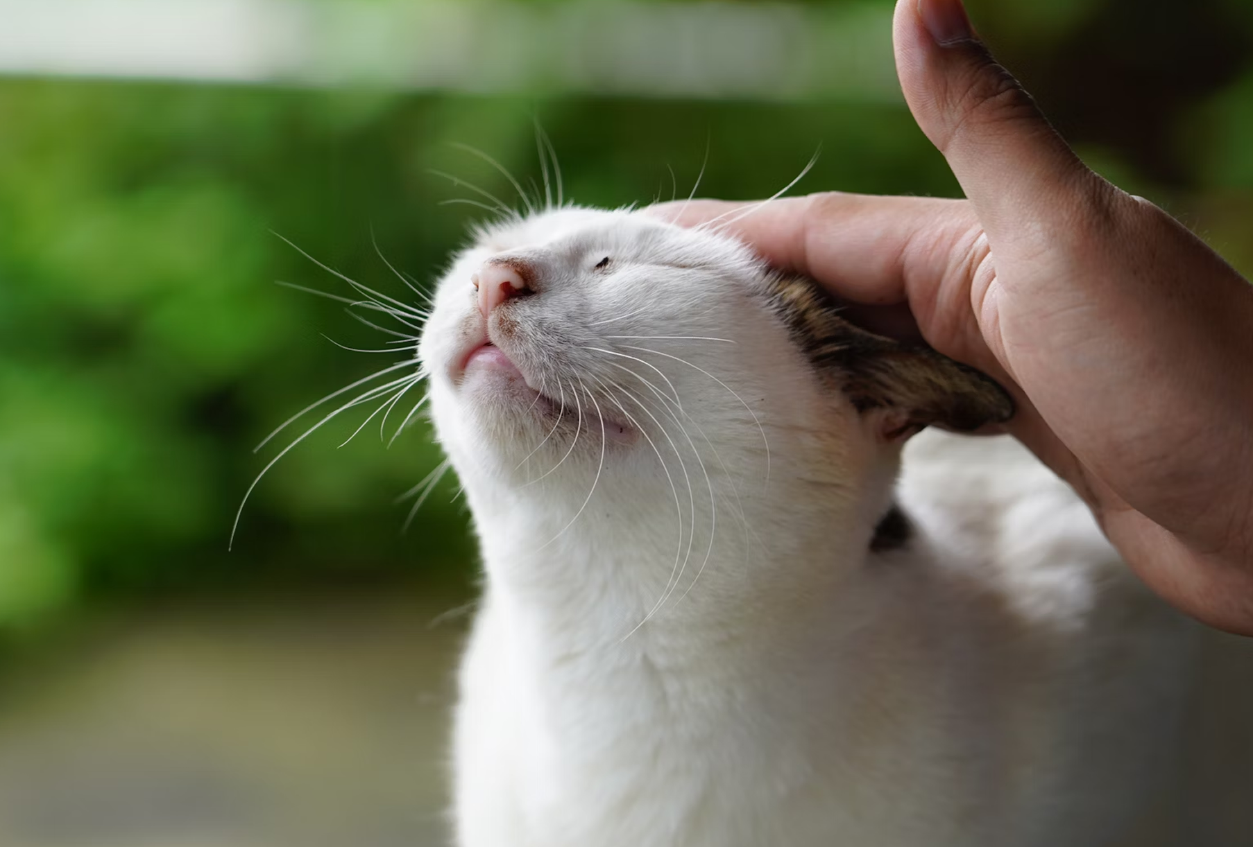 Котики у притулку