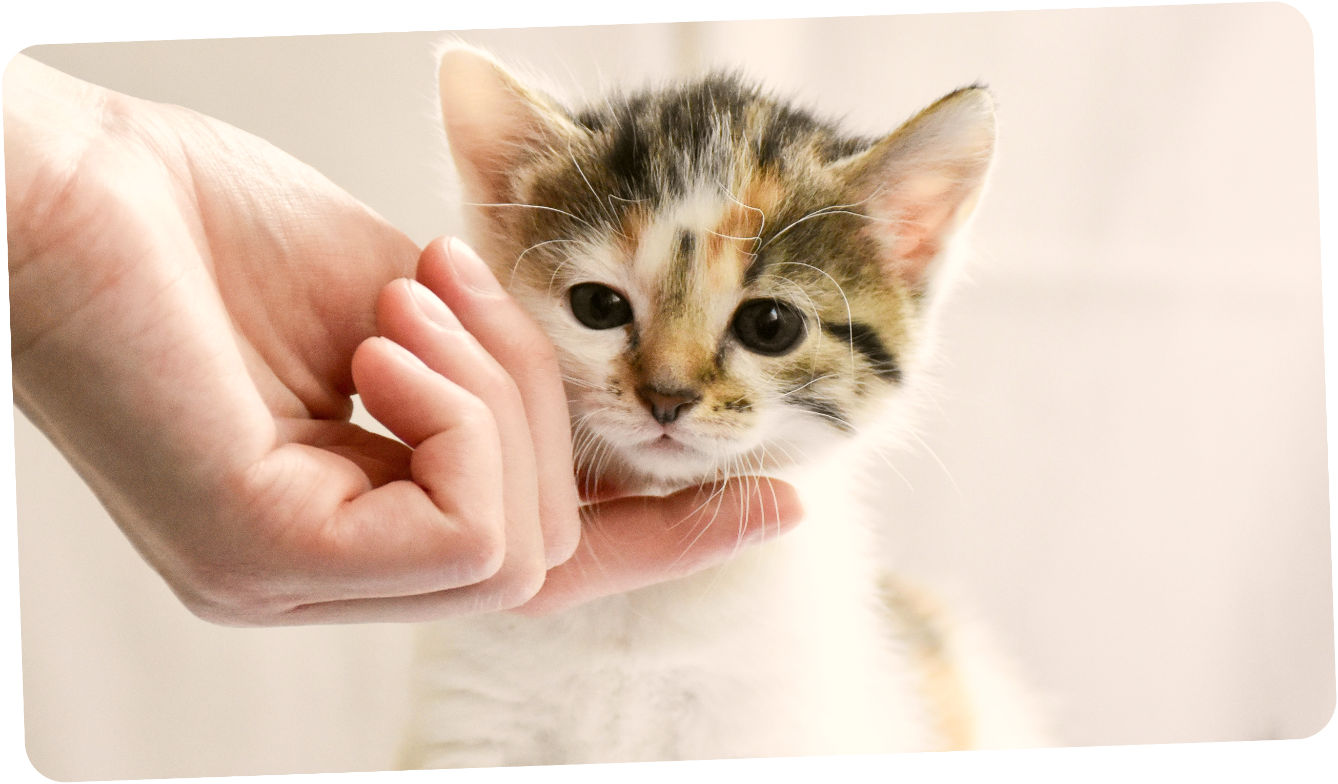 Ілюстрація годування кота