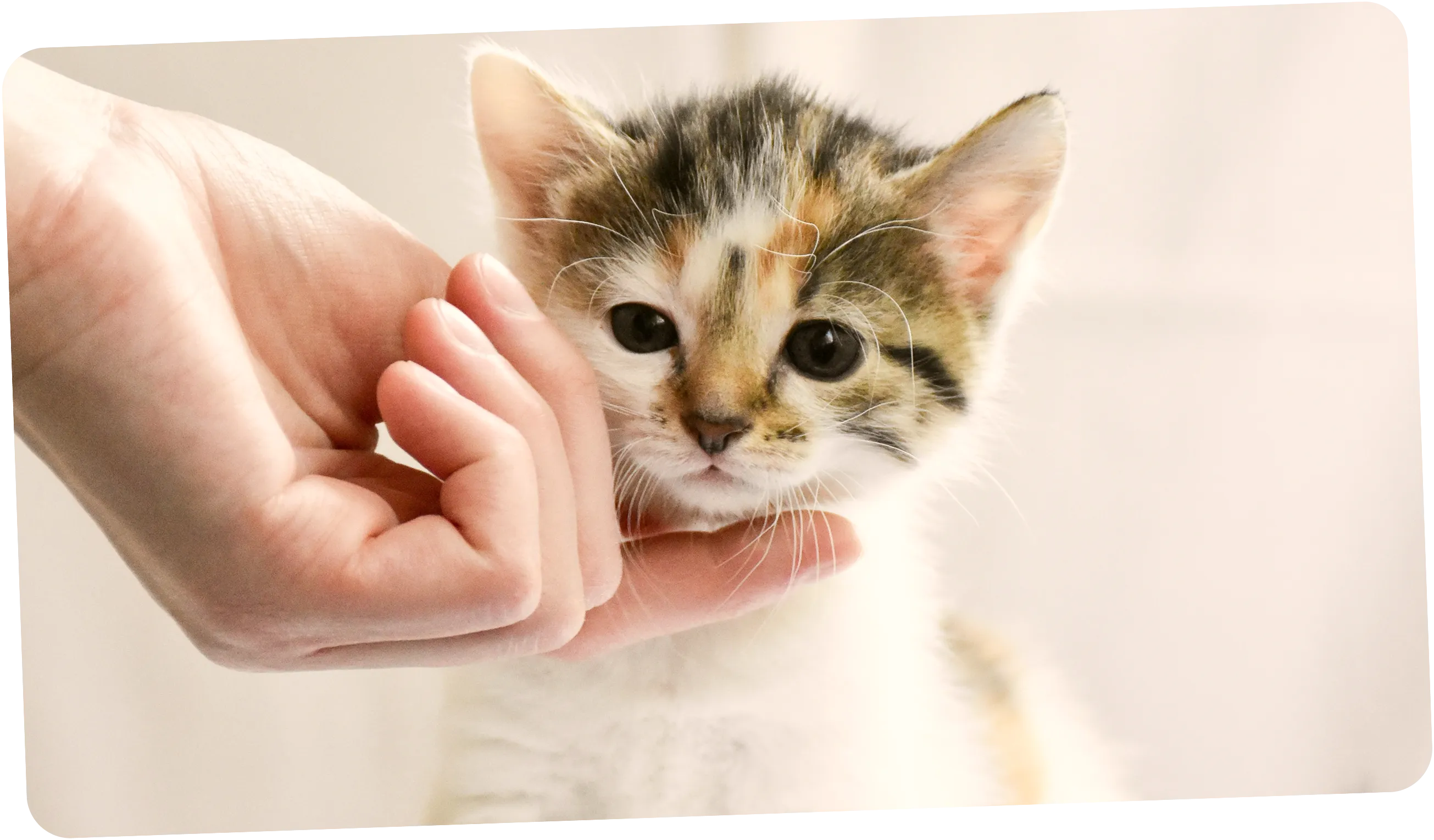 Ілюстрація годування кота