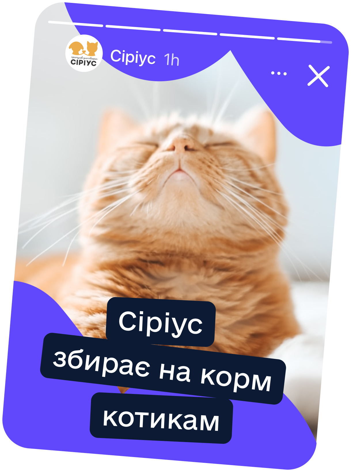 Ілюстрація з котиками для поширення