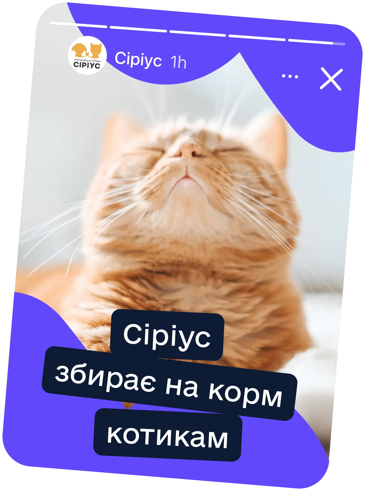 Ілюстрація з котиками для поширення